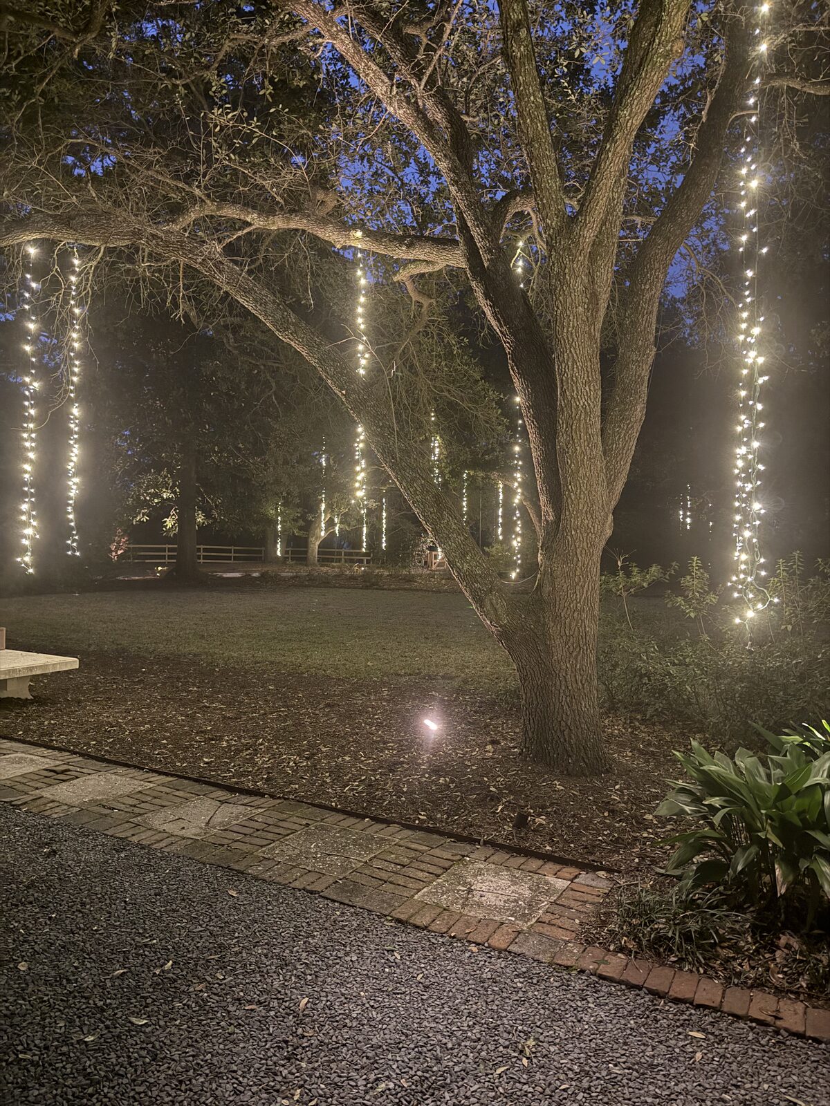 Oak trees wrapped with cascading string lights over a lawn